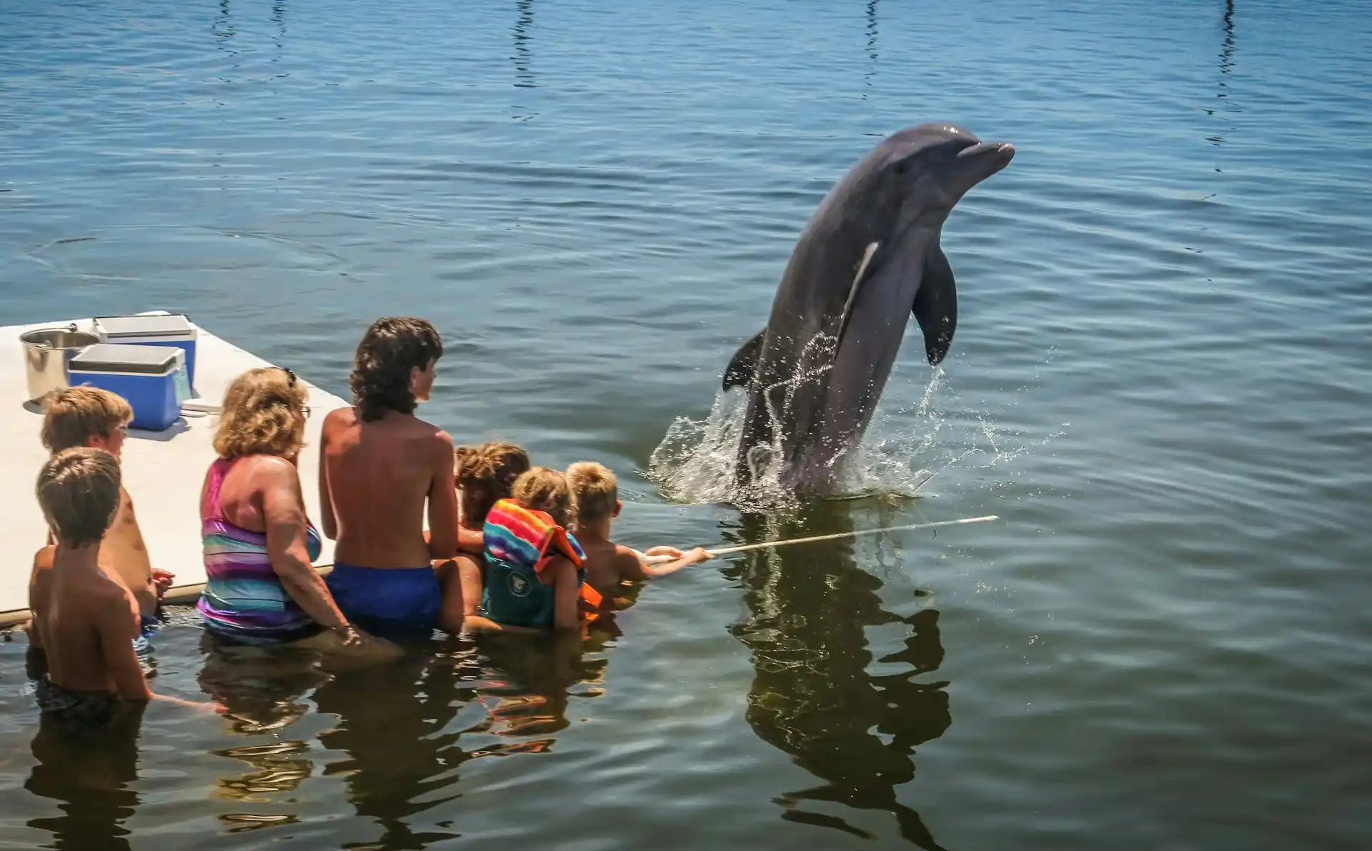 Where to Spot Dolphins and Manatees in Key Largo: The Ultimate Guide