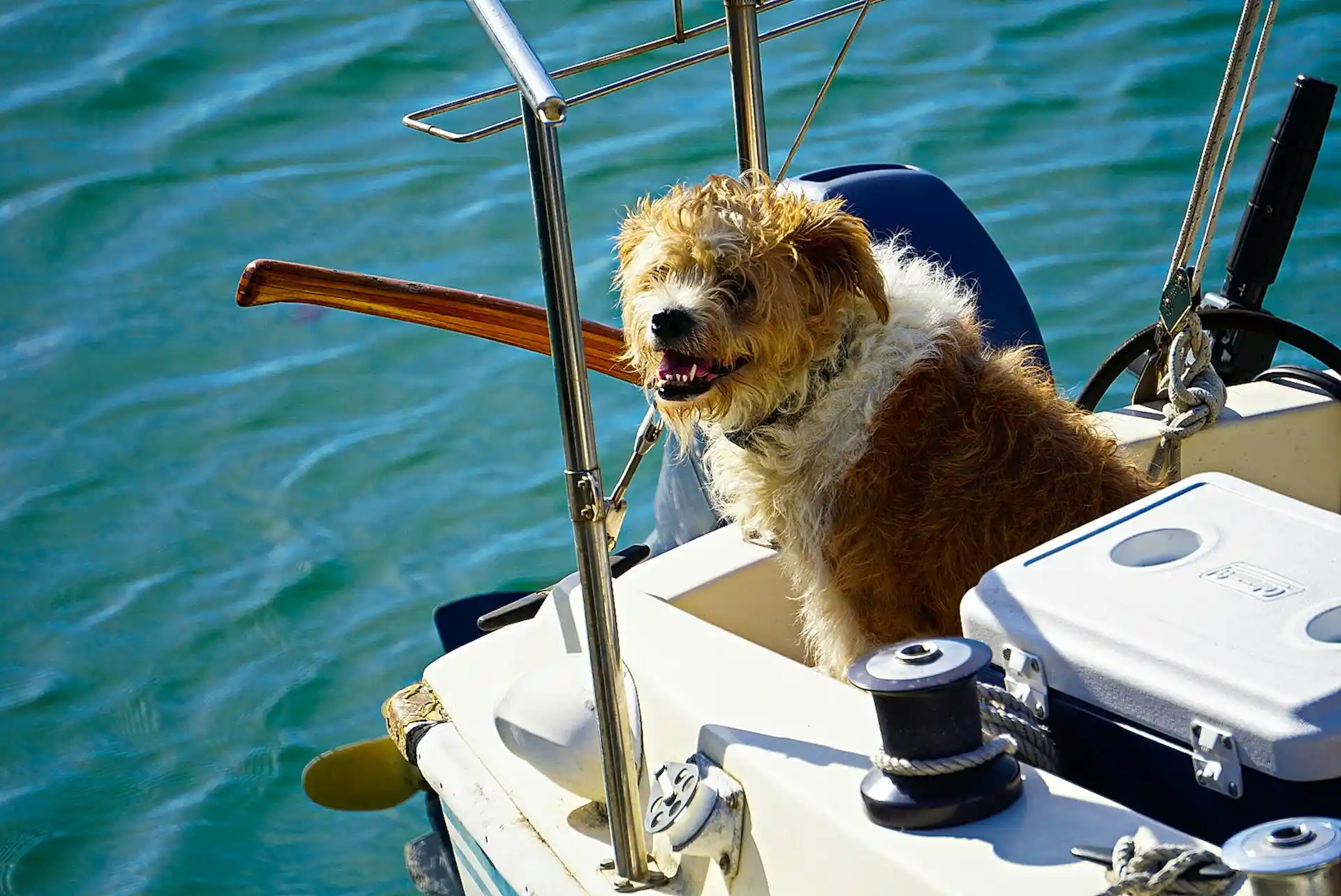 A happy, shaggy dog with brown and white fur sitting in the cockpit of a boat on clear blue water, directly addressing the question, "Do Boat Rentals Allow Dogs?"