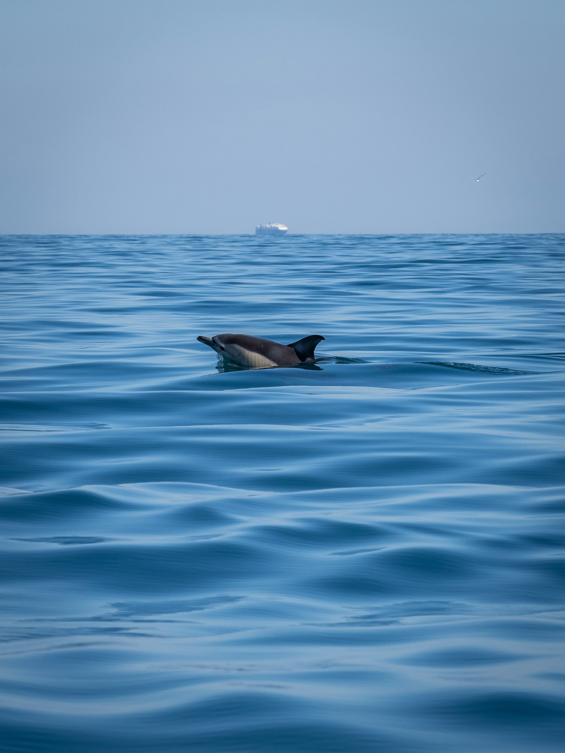Dolphin Tours
